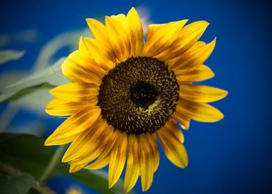 A Sunflower for Frida