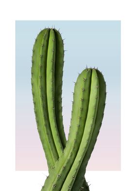 Cactus Couple in Sunset