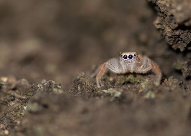 Jumping spider