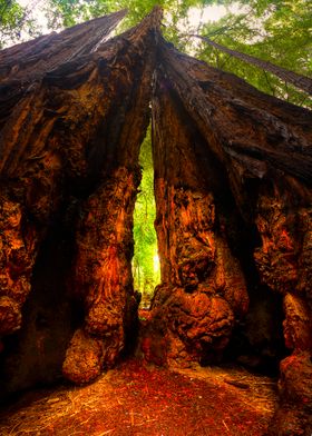 Redwoods 2 Santa Cruz 