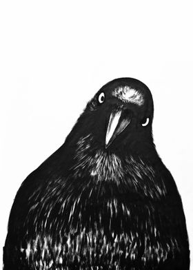 Crow