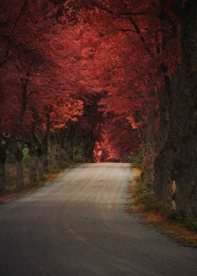 159 Autumn roads