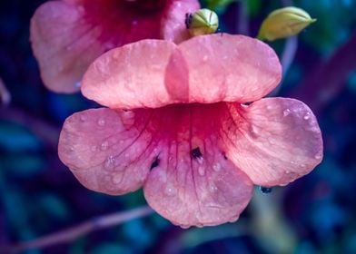 Pink Suede Rose On Blue