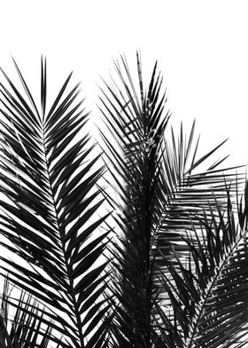 Palm Leaves BW 2