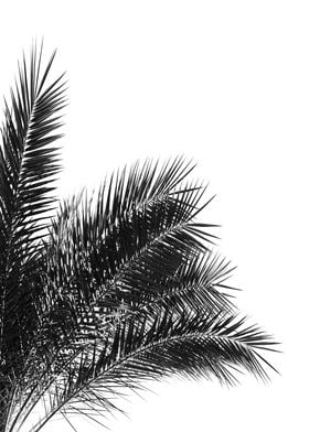 Palm Leaves BW 3