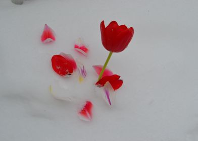 Red Snow Tulips