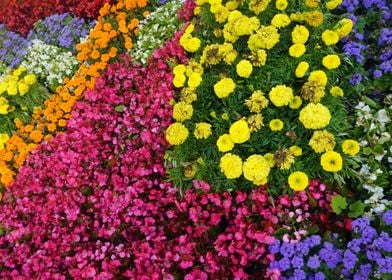 Array Of Colourful Flowers