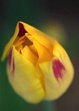 Hazy Yellow Single Rose