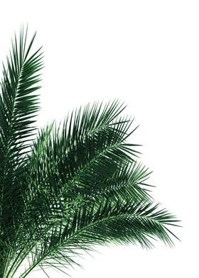 Green Palm Leaves 3