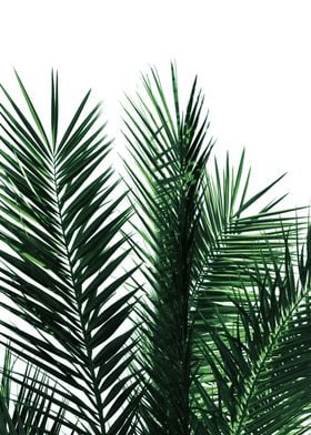 Green Palm Leaves 2