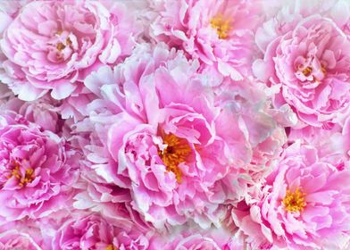 Shabby Chic Pink Peonies