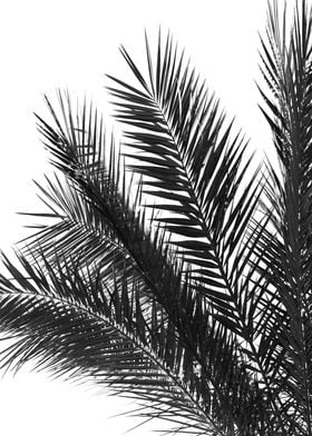 Palm Leaves BW