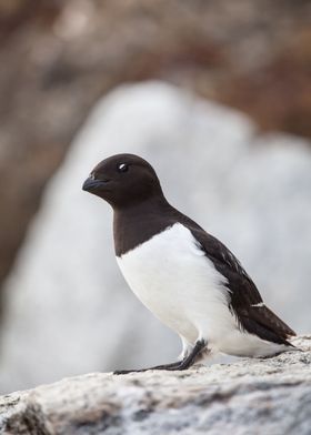 Little auk