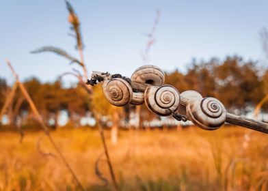 snail shells