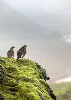 Birds keeping watch