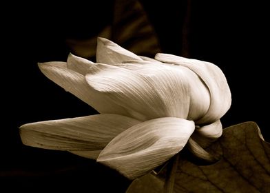 Lily Monochrome