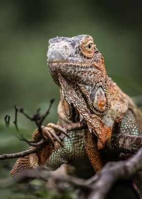 Green Iguana