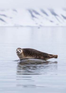 Seal in the arctic