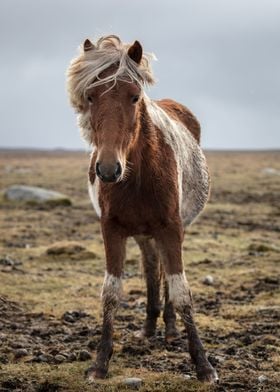 Icelandic horse 02