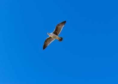 Seagull in the skies 