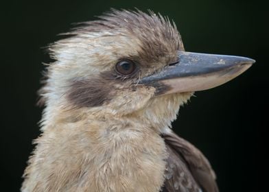 Kookaburra