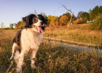 rural walk