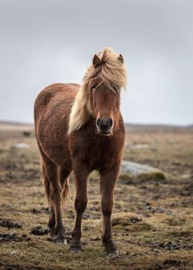 Icelandic horse 01