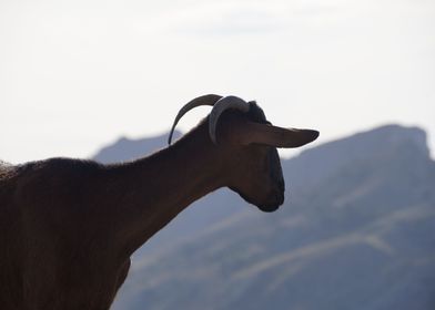 Mallorca Goat
