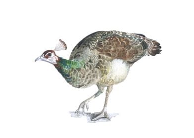 Female Peafowl