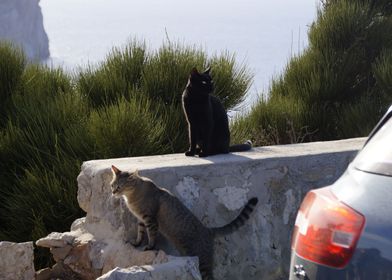 Mallorca cats
