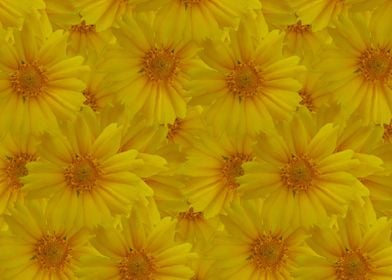 Sunflower pattern