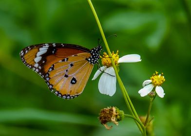 Sipping nectar