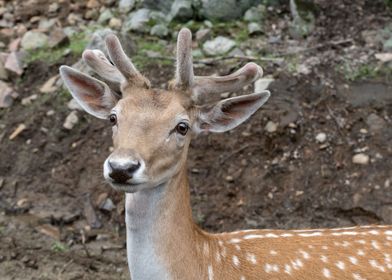 Attentive Deer