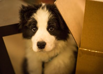 Puppy Behind Box