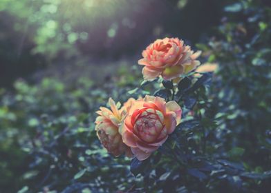 Pink peonies in the woods