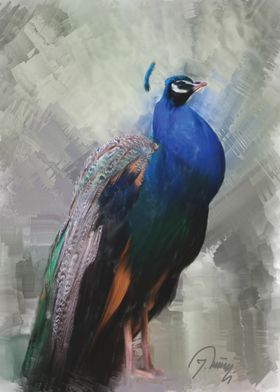 Peacock