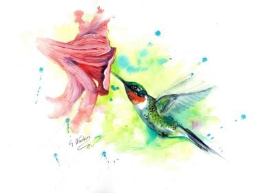 The Hummingbird