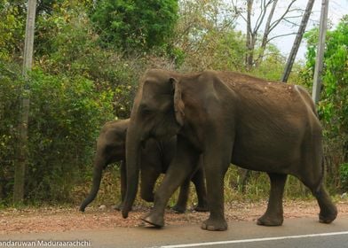 wild elephants