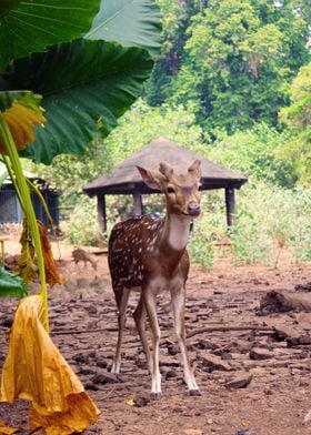 a deer