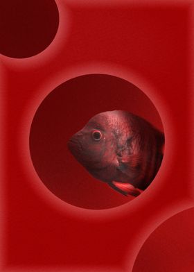 Red Fish