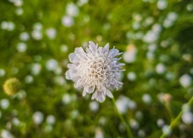 Knautia arvensis