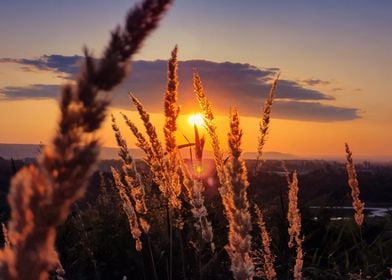 golden reed sunset