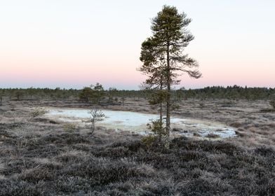 Dawn over a bog