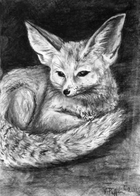 Cute fennec fox 