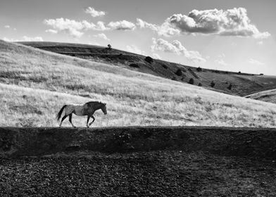 Wild prairie horse II