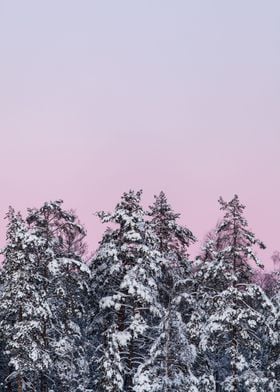 Purple forest