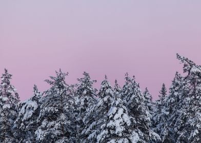 Purple forest