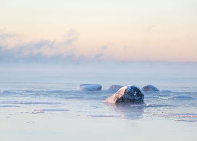 Sea smoke