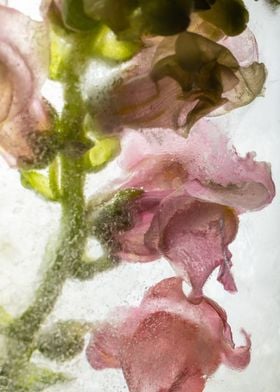 Antirrhinum in ice 1