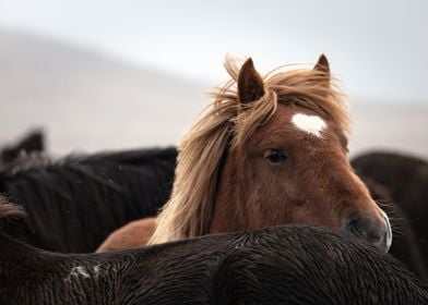 Icelandic horses